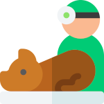 vet