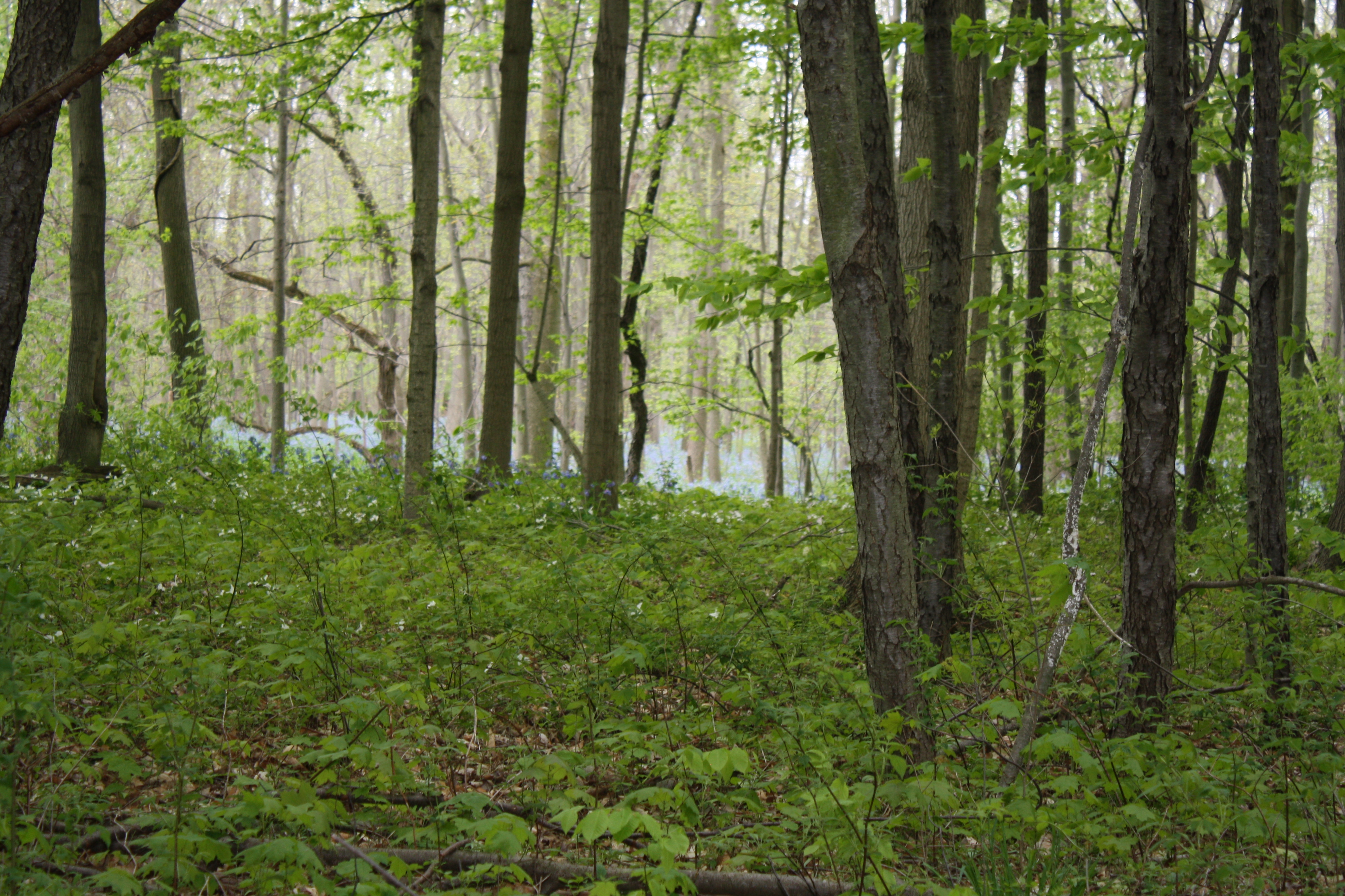 Bluebells through trees