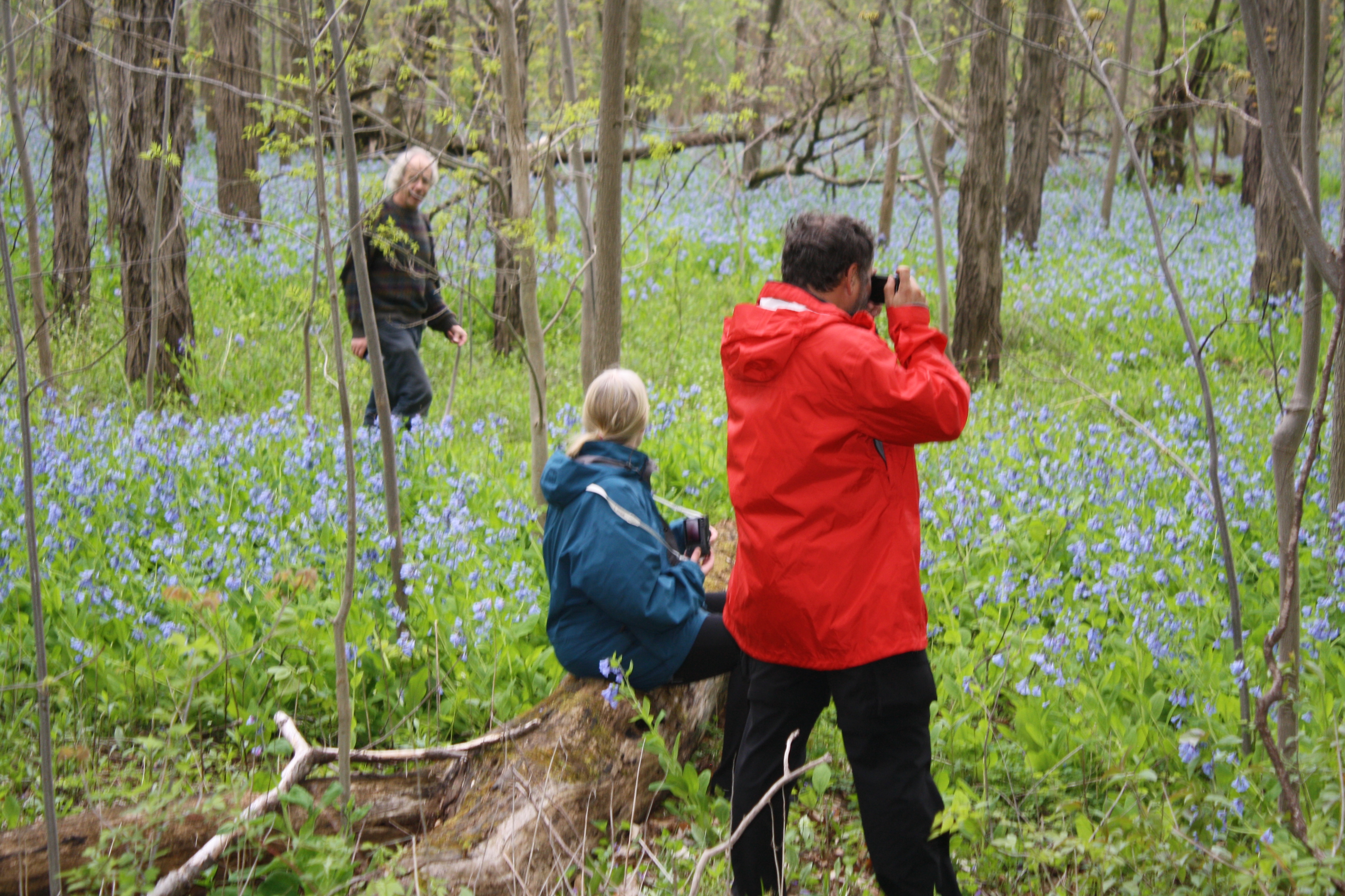 People exploring the bluebell patch