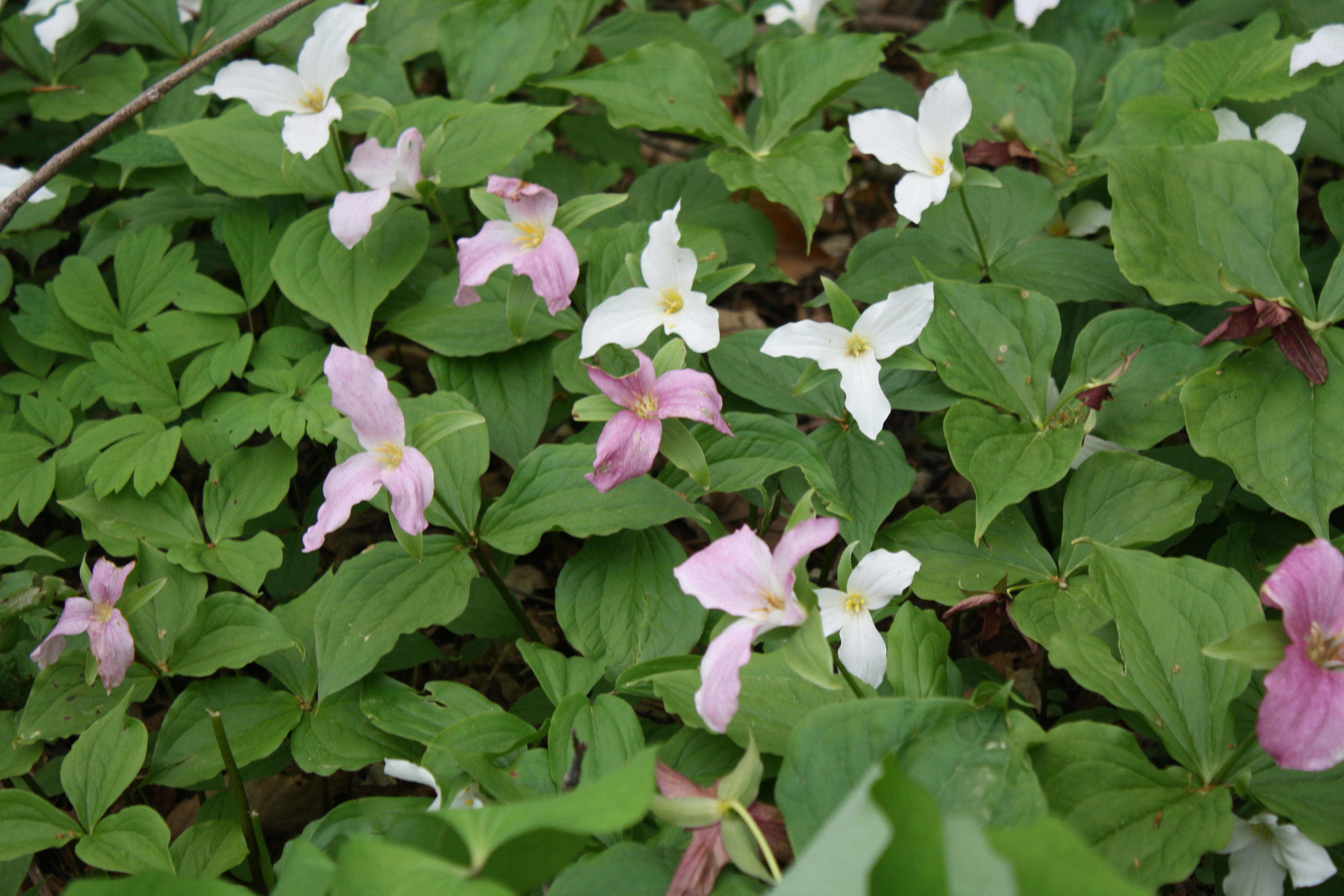 Bluebells and Trilliums