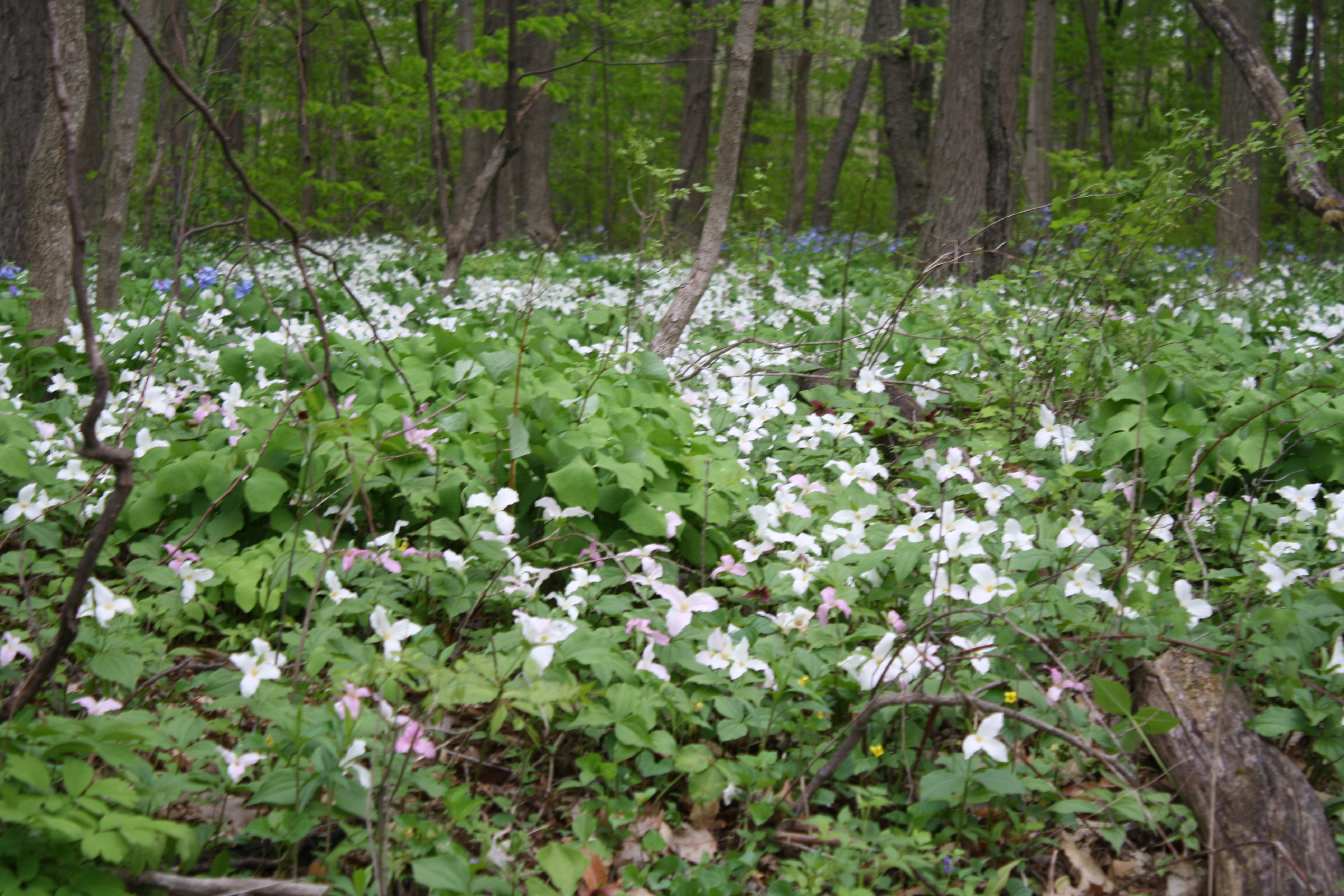Bluebells and Trilliums