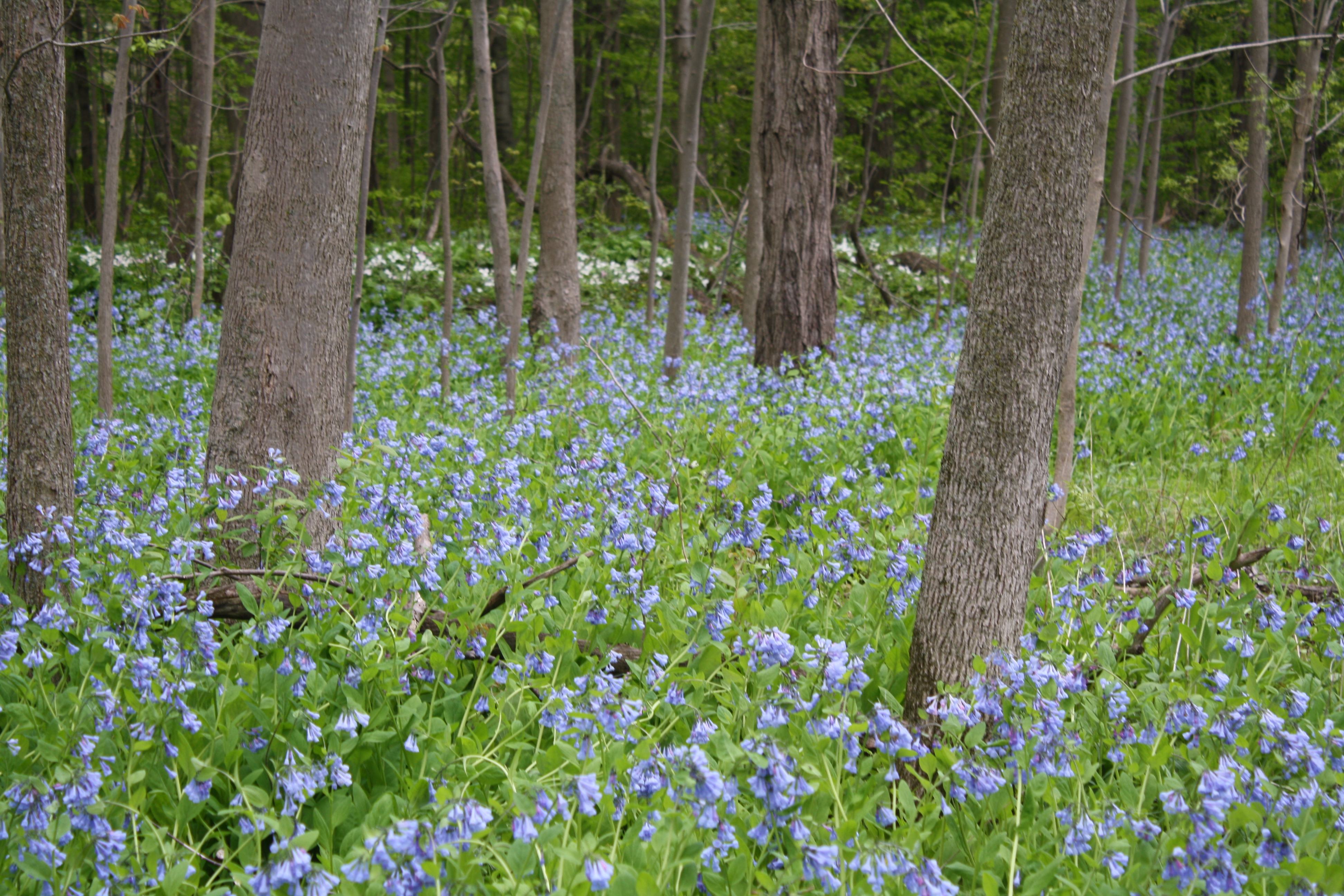 Bluebells and Trilliums