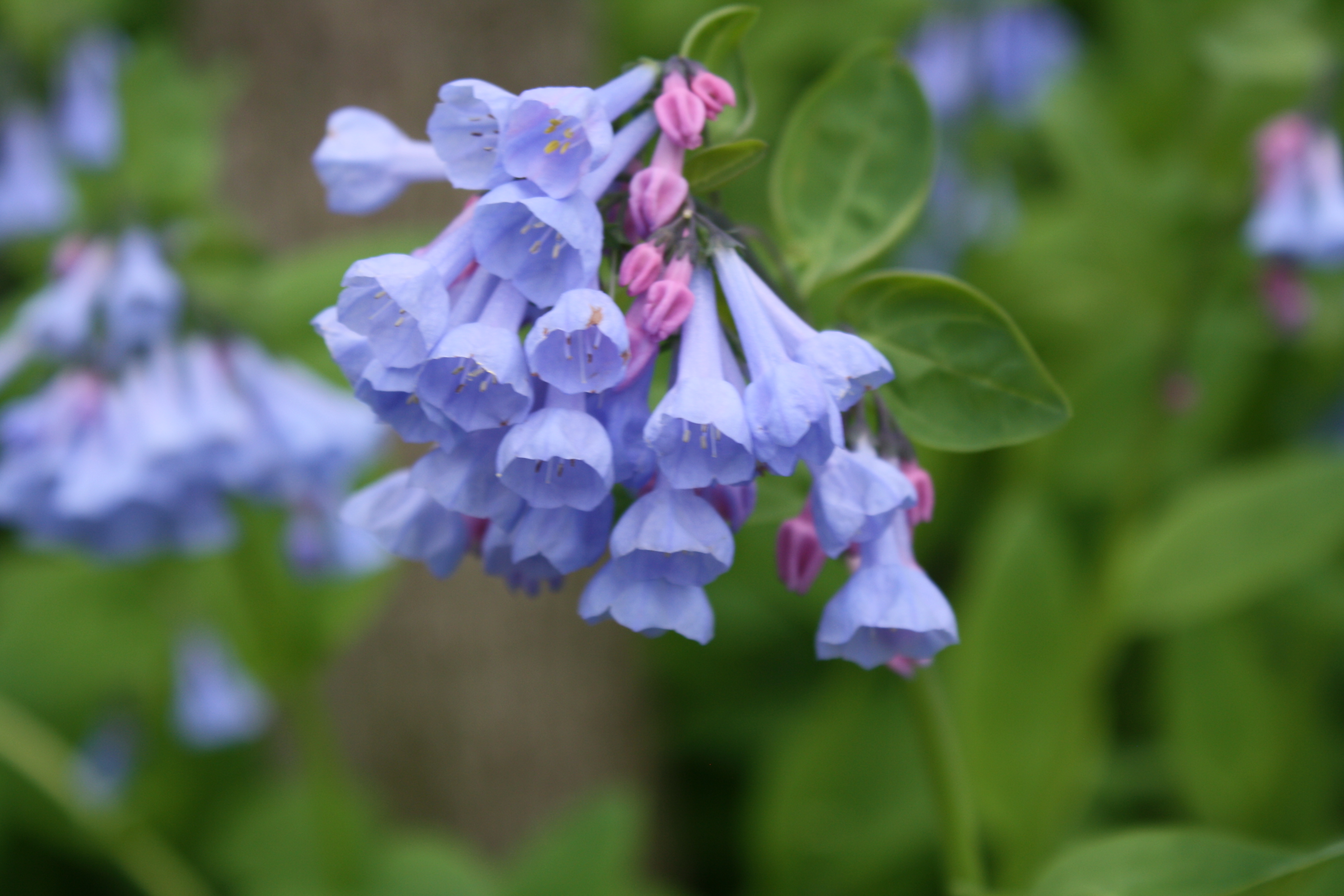 Bluebells and Trilliums