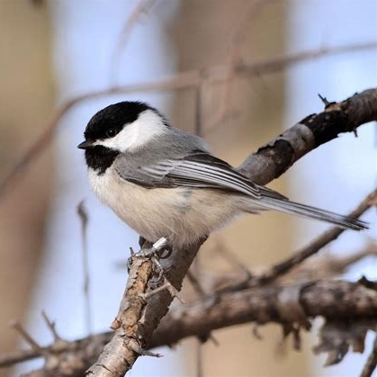 Black-capped Chickadee