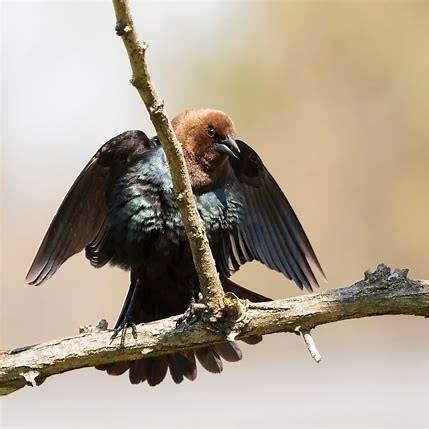 Brown-headed Cowbird