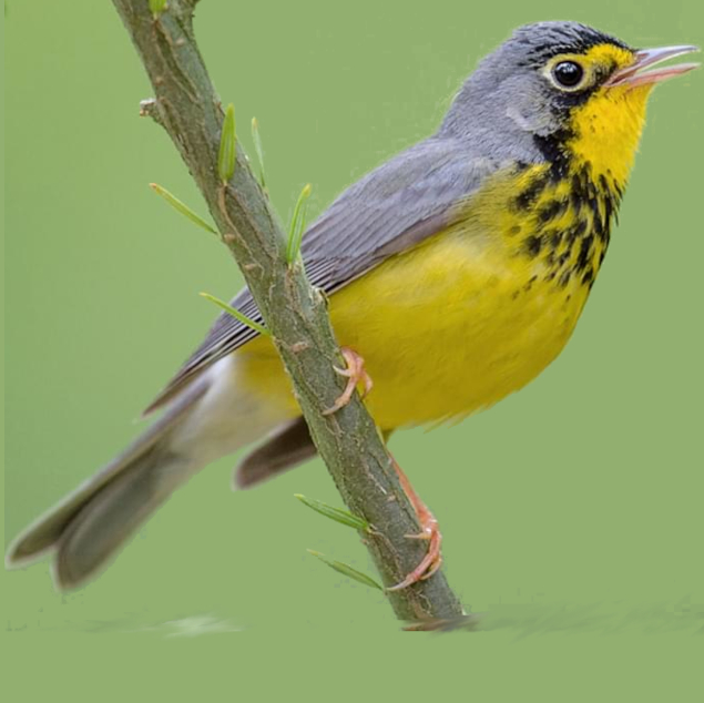 Canada Warbler