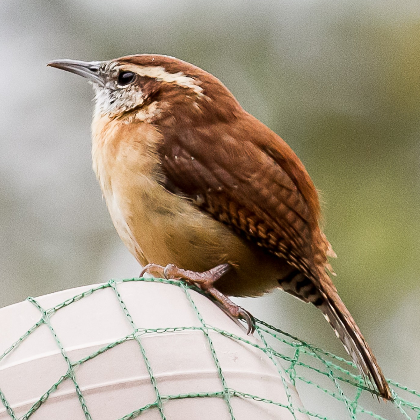 Carolina Wren