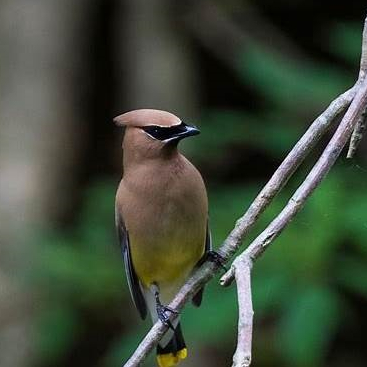 Cedar Waxwing