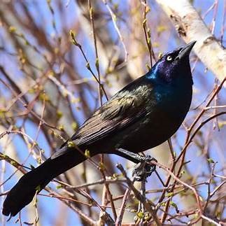 Common Grackle