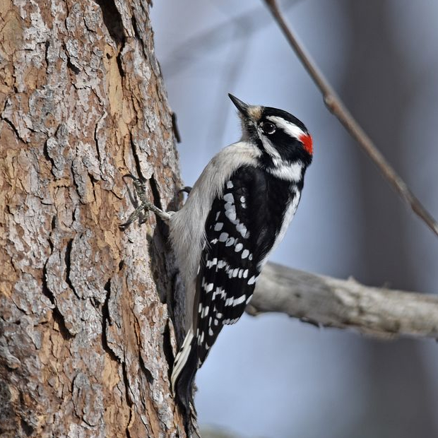 Downy Woodpecker