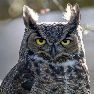 Great Horned Owl