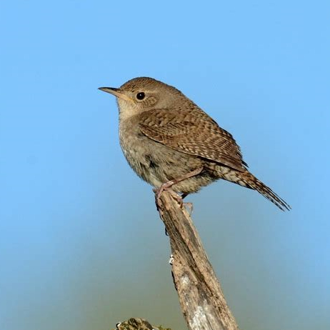 House Wren