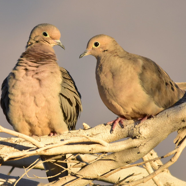 Mourning Dove