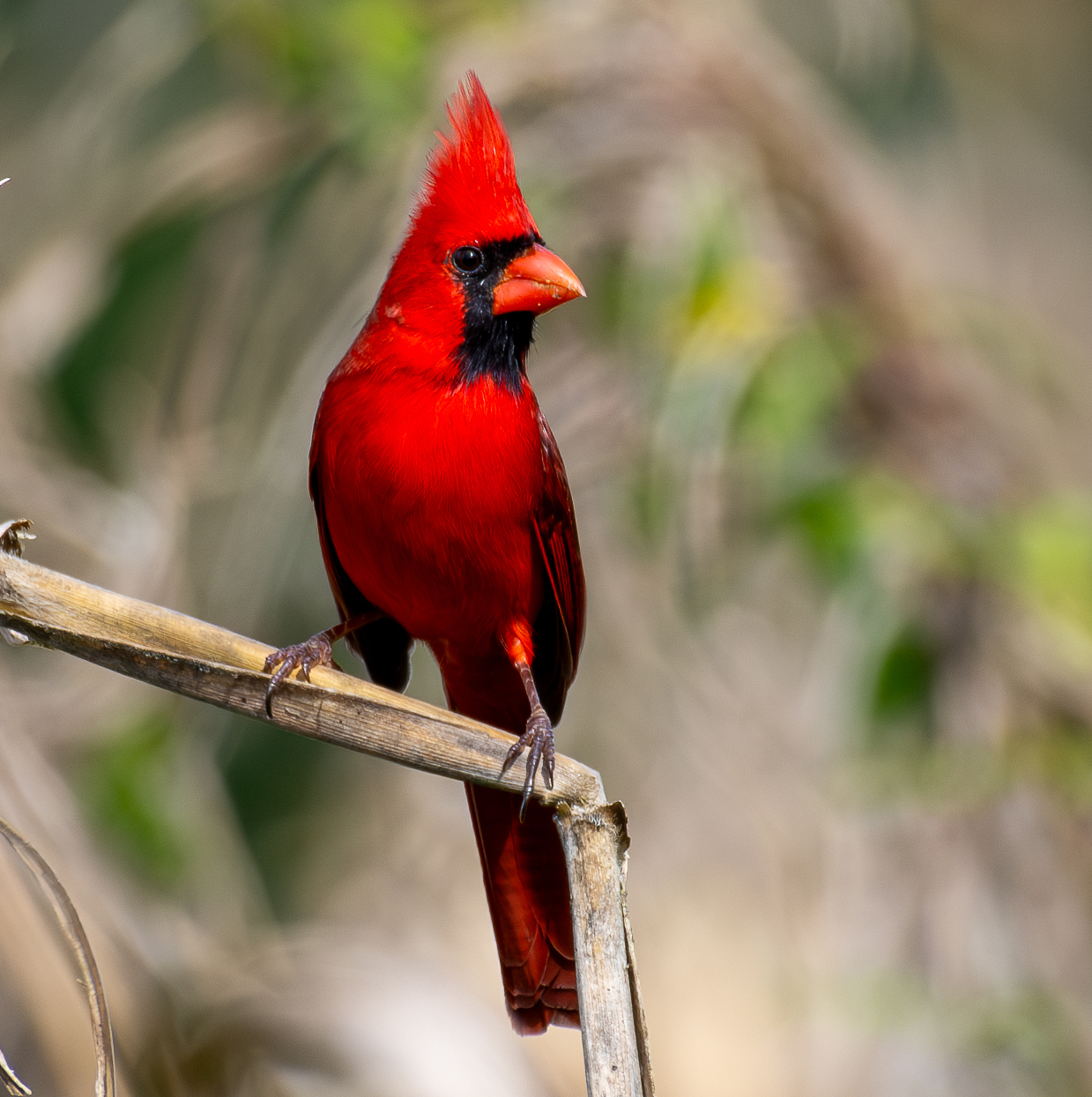 Northern Cardinal