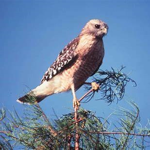 Red-shouldered Hawk