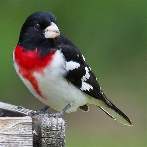 Rose-breasted Grosbeak