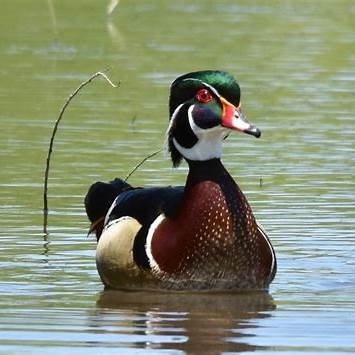 Wood Duck